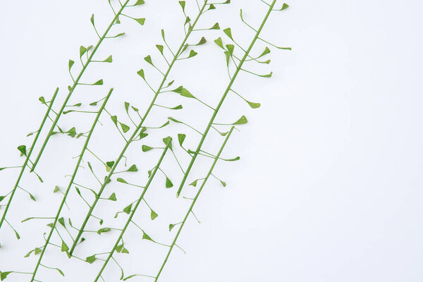 composition of grass on a white background. Floral spring background. Flat lay, space for text. Valentine's day, mother's day, womens day concept.