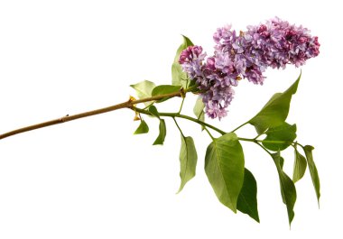 İzole edilmiş beyaz arka planda çiçekli leylak dalı. Eflatun bir çalılığın lahanası, mor kızılötesi ışınlar, izole et