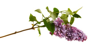 İzole edilmiş beyaz arka planda çiçekli leylak dalı. Eflatun bir çalılığın lahanası, mor kızılötesi ışınlar, izole et