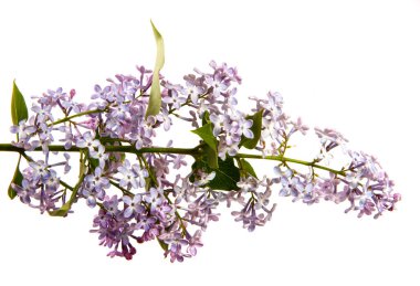 İzole edilmiş beyaz arka planda çiçekli leylak dalı. Eflatun bir çalılığın lahanası, mor kızılötesi ışınlar, izole et