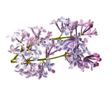 İzole edilmiş beyaz arka planda çiçekli leylak dalı, yakın plan. Eflatun bir çalılığın lahanası, mor kızılötesi ışınlar, izole et