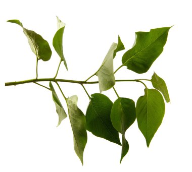 İzole edilmiş beyaz arka planda çiçeksiz leylak çalısı, yakın plan. Yeşil yapraklı leylak filizleri, izole et