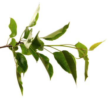 İzole edilmiş beyaz arka planda yeşil yapraklı armut ağacı dalı, yakın plan.