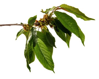 Yapraklı kiraz ağacı dalı ve izole edilmiş beyaz arka planda küçük meyveler, yakın plan. Bir meyve ağacının taze filizleri, soyutlayın