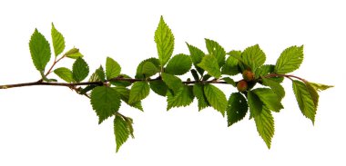 Keçeli kirazdan bir dal beyaz arka planda izole edilmiş, yakın plan. Yeşil yapraklı meyve ağacı filizlenir, soyutlanır