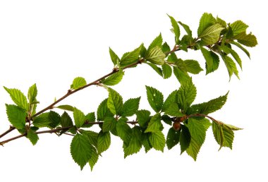Keçeli kirazdan bir dal beyaz arka planda izole edilmiş, yakın plan. Yeşil yapraklı meyve ağacı filizlenir, soyutlanır