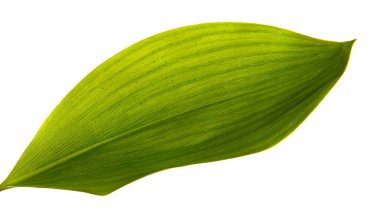 Vadi yaprağı zambağı beyaz arka planda izole edilmiş, yakın plan..