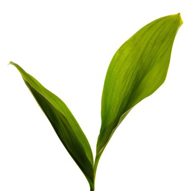 Vadi yaprağı zambağı beyaz arka planda izole edilmiş, yakın plan..