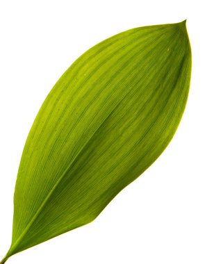 Vadi yaprağı zambağı beyaz arka planda izole edilmiş, yakın plan..