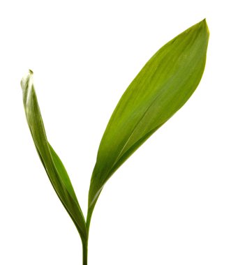 Vadi yaprağı zambağı beyaz arka planda izole edilmiş, yakın plan..