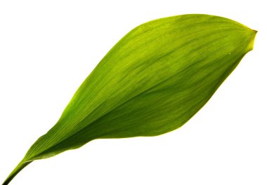 Vadi yaprağı zambağı beyaz arka planda izole edilmiş, yakın plan..