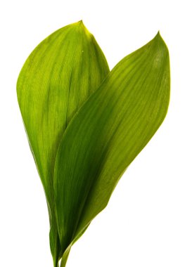 Vadi yaprağı zambağı beyaz arka planda izole edilmiş, yakın plan..