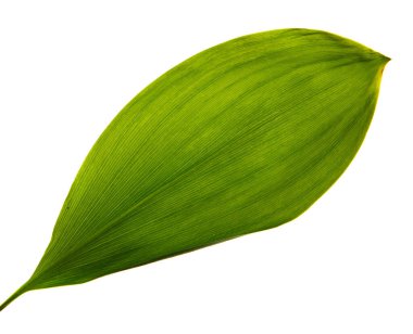 Vadi yaprağı zambağı beyaz arka planda izole edilmiş, yakın plan..