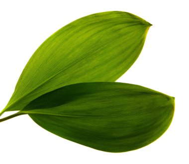 Vadi yaprağı zambağı beyaz arka planda izole edilmiş, yakın plan..