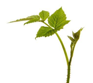 İzole edilmiş beyaz arka planda ahududu filizleri, yakın plan.