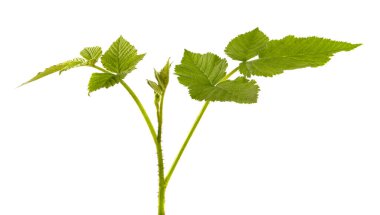 İzole edilmiş beyaz arka planda ahududu filizleri, yakın plan.