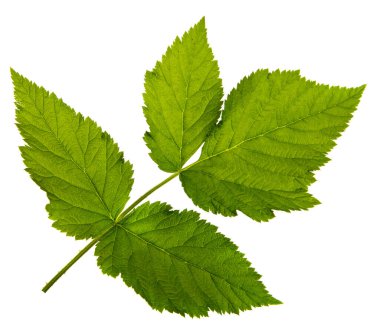 Ahududu yaprağı beyaz bir arkaplanda izole edilmiş, yakın plan.