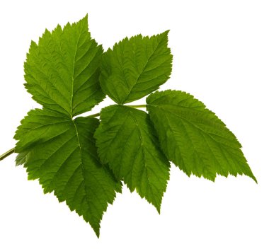 Ahududu yaprağı beyaz bir arkaplanda izole edilmiş, yakın plan.