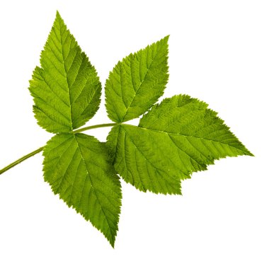 Ahududu yaprağı beyaz bir arkaplanda izole edilmiş, yakın plan.