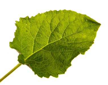 İzole edilmiş beyaz arkaplanda dulavrat yaprağı, yakın plan.