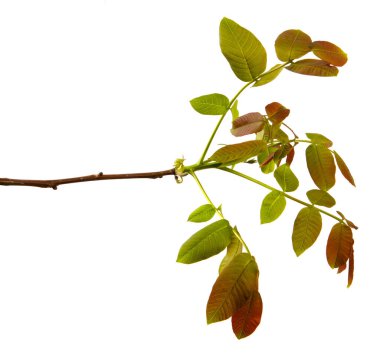 İzole edilmiş beyaz arka planda ceviz dalı, yakın plan. Ceviz yapraklı filizlenme