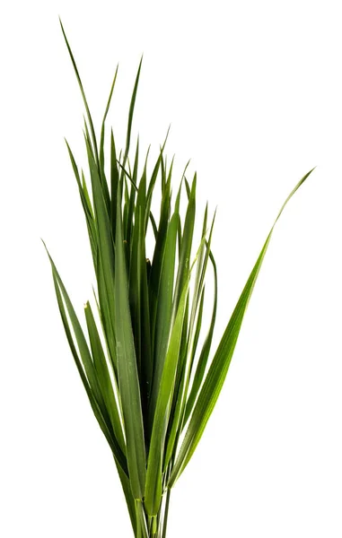 Bunch Green Grass Isolated White Background Wheatgrass Sprouts Isolate — Stock Photo, Image