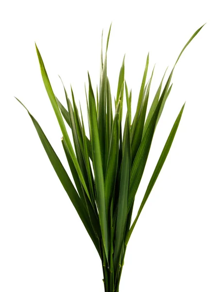Grupo Grama Verde Fundo Branco Isolado Brotos Wheatgrass Isolar — Fotografia de Stock