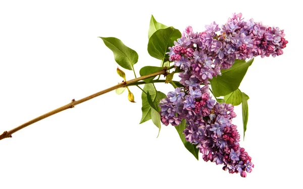 孤立した白い背景に花を持つライラックの枝 紫色の花序を持つライラックブッシュの芽 — ストック写真