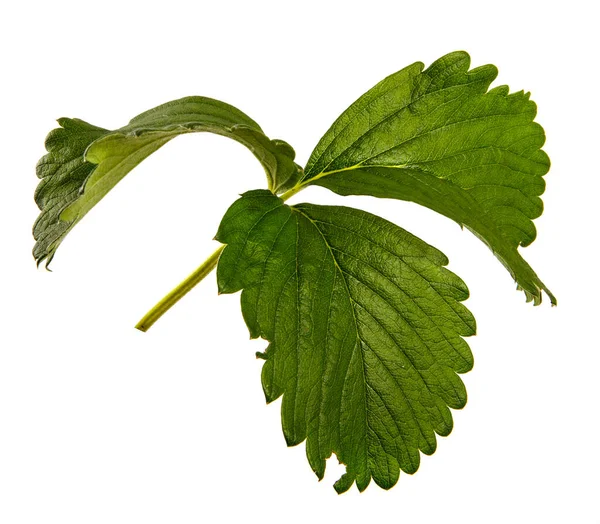 Zielone Liście Krzewu Truskawkowego Odizolowane Białe Tło Zbliżenie — Zdjęcie stockowe