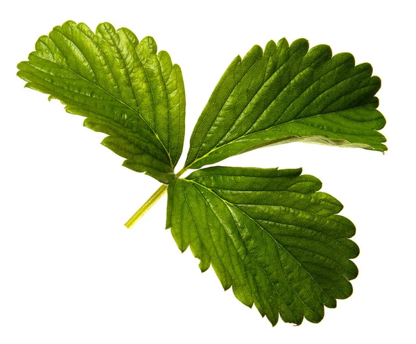 Çilek çalılarının yeşil yaprakları izole edilmiş beyaz arka plan, yakın plan.