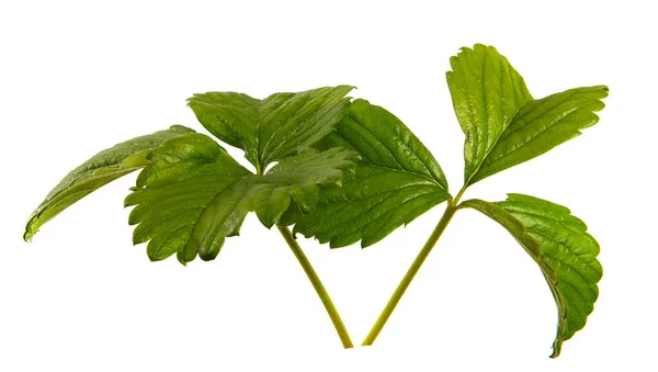 Grüne Blätter Von Erdbeerbusch Isoliert Weißen Hintergrund Nahaufnahme — Stockfoto