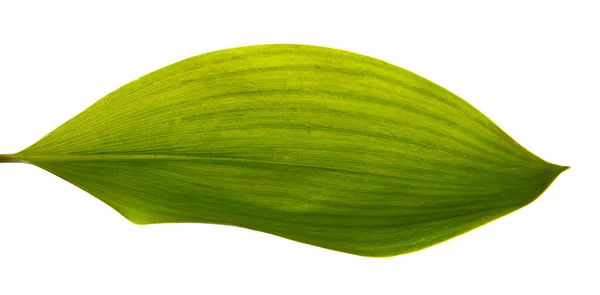 Lily Valley Leaf Isolated White Background Closeup — Stock Photo, Image