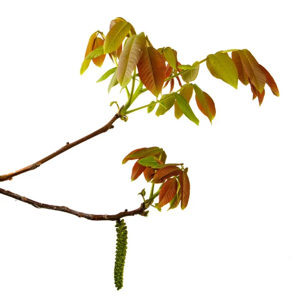 Ořechová Větev Izolovaném Bílém Pozadí Detailní Záběr Výhonky Listy Vlašského — Stock fotografie