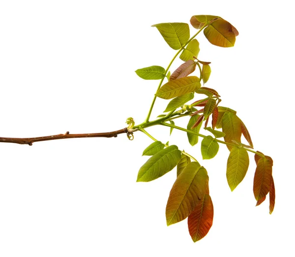 Walnoot Tak Een Geïsoleerde Witte Achtergrond Close Sprout Met Walnotenbladeren — Stockfoto