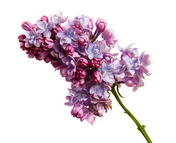 Lilac Branch Flowers Isolated White Background Close Sprouts Lilac Bush Royalty Free Stock Images