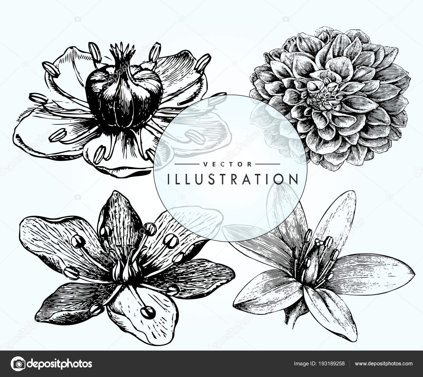 一套复古花卉设计纹身植物学纹身的时尚理念郁郁葱葱的菊花美丽的罂粟盛开的木兰图库矢量图©Tomchikpetrova2504 193189258, image size:1600x1424