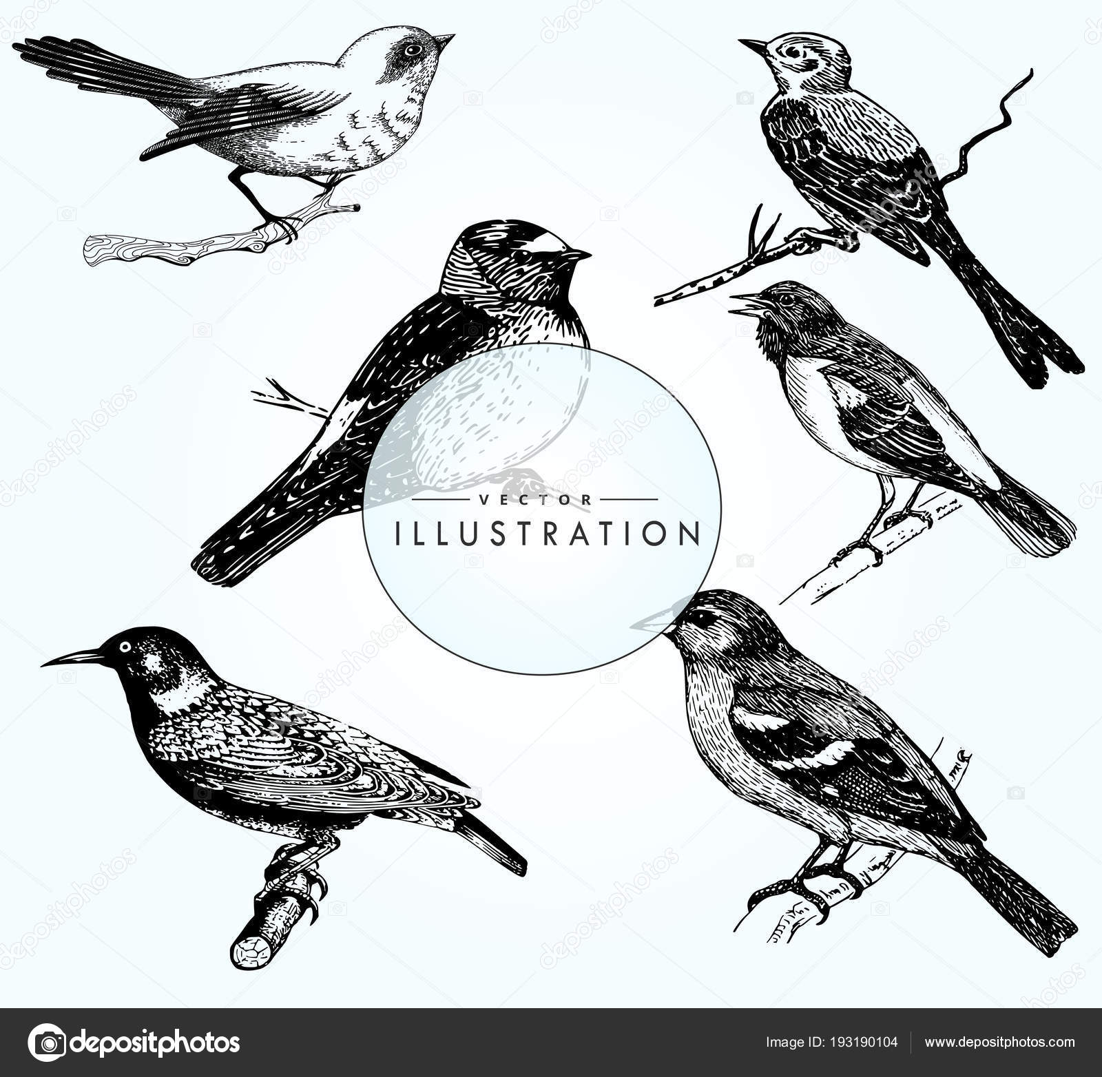 Color Pencil Sketch Of Beautiful Bird | DesiPainters.com