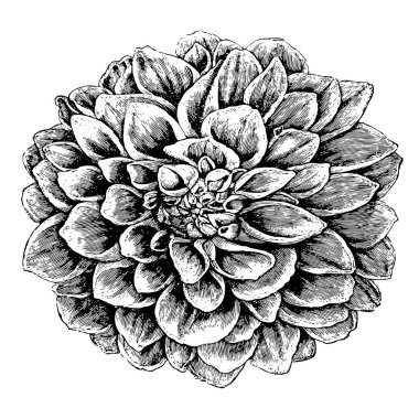 Yalıtılmış bir beyaz zemin üzerinde bir egzotik çiçek yakın çekim güzel Detaylı kroki.