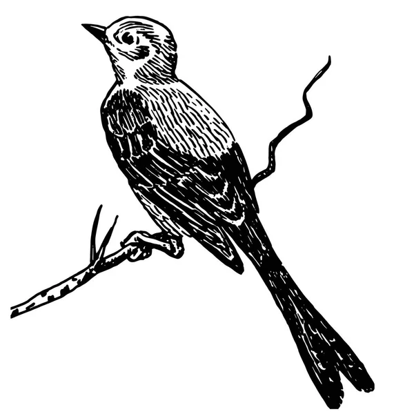 Esbozo Detallado Una Candidiasis Primer Plano Rama Hermoso Pájaro Vector — Archivo Imágenes Vectoriales