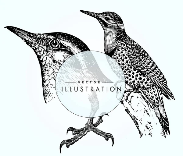Fixer Les Oiseaux Ornithologie Beau Gros Plan Oiseau Oiseau Vecteur — Image vectorielle
