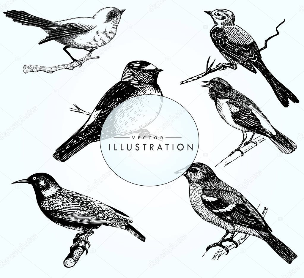 A great set of realistic bird sketches. Vector bird close-up. Beautiful birds on a branch