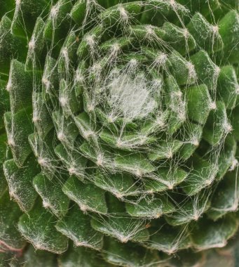 kaktüs - makro. Etli bitki, yakın çekim