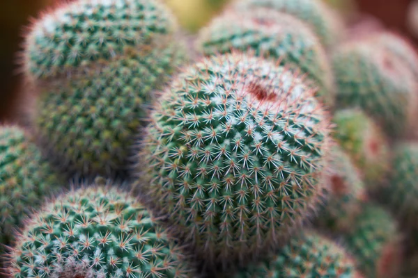 Gyönyörű Kaktuszok Egészséges Kertészet Pozsgás Növények Gondozása — Stock Fotó