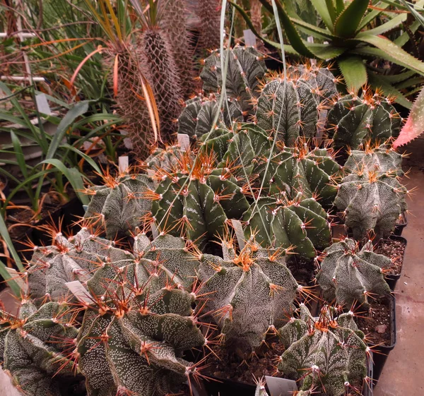 Gyűjtemény Ritka Egzotikus Kaktuszok Botanikus Kertben Pozsgás Növények Kert Gondozása — Stock Fotó