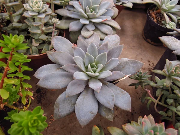 Beautiful succulent plant - work in the Botanical Garden, plant care