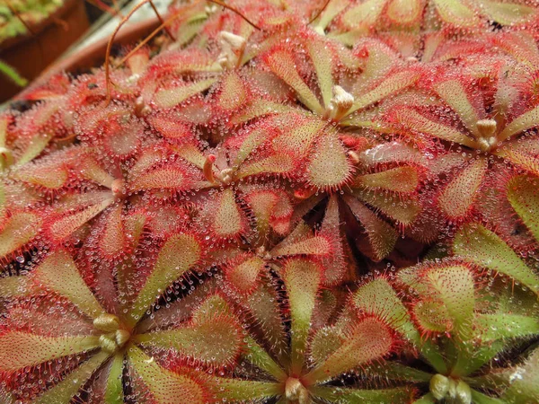 Makro Zehirli Kaktüsler Botanik Bahçesi — Stok fotoğraf