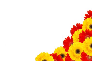 papatya çiçekler yarım çerçeve