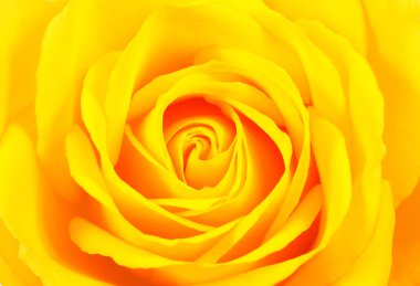 beyaz sarı gül çiçek