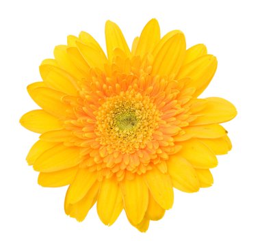 Güzel papatya çiçeği