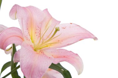 Beyaz arkaplanda izole edilmiş pembe zambak çiçeği